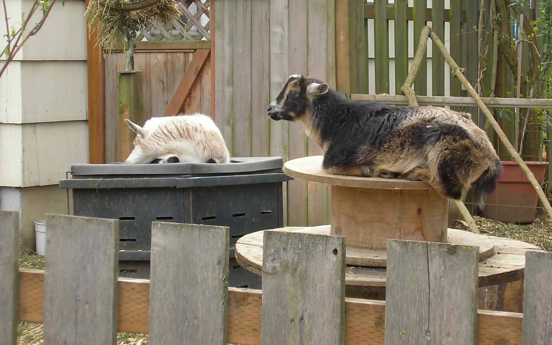 Unusual Guests Portland Goats Loose in Protest