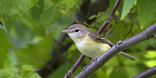 Rare and Endangered Birds of Illinois: A Conservation Overview