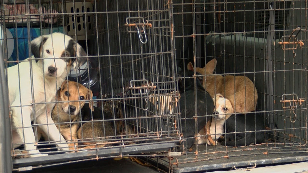 175 Dogs Were Rescued From Hoarders In Slidell, Mississippi: A 2011 Episode of Hope and Survival